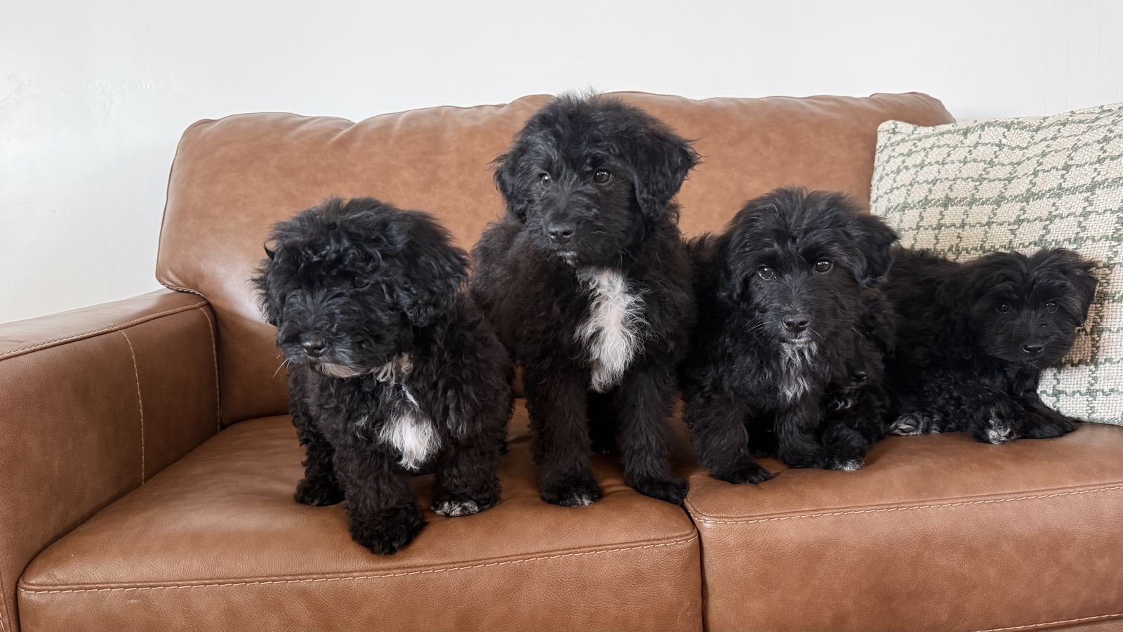 Toy Aussie Doodle Puppies