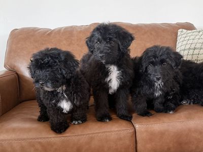Toy Aussie Doodle Puppies