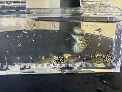 Yellow Lace Guppies