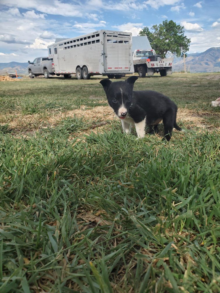 Border collie pups