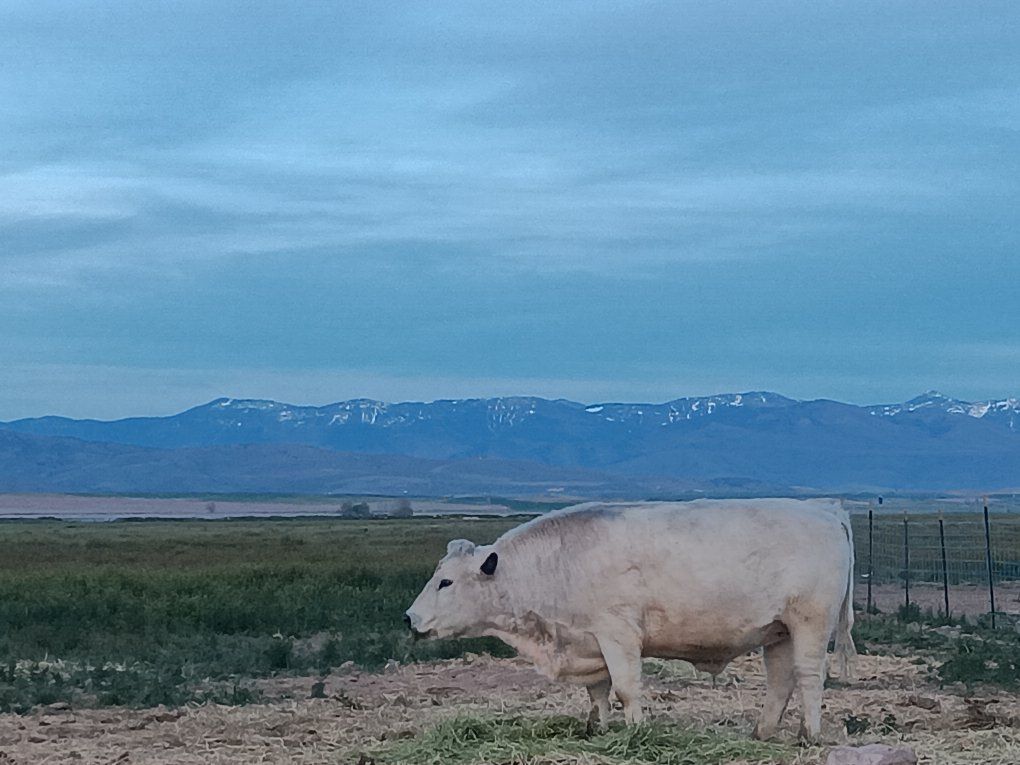Grass fed beef - 1 quarter