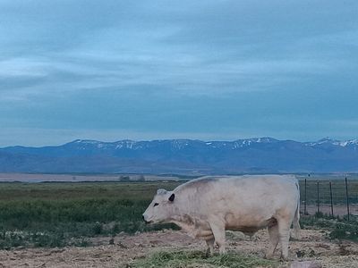 Grass fed beef - 1 quarter