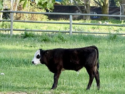 Black Baldy Calf for Sale