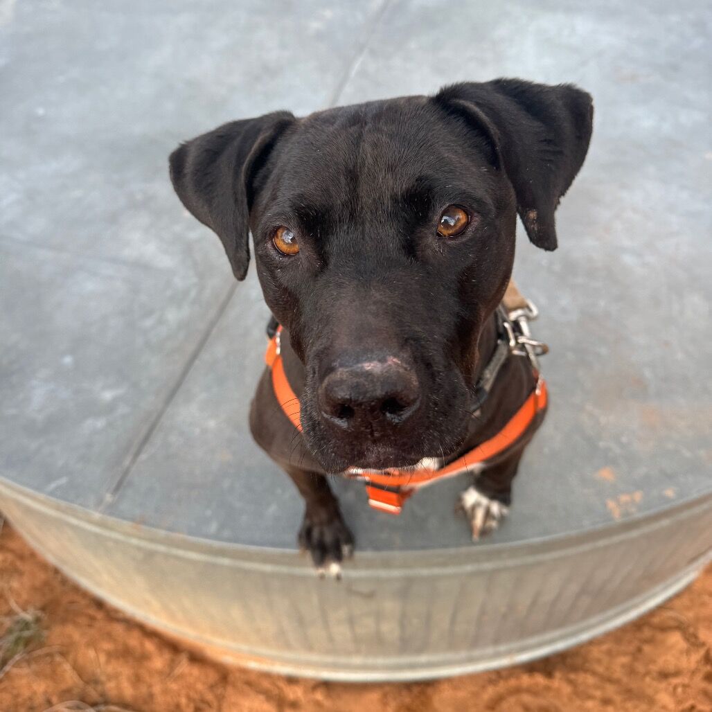 Hello my name is Mamba