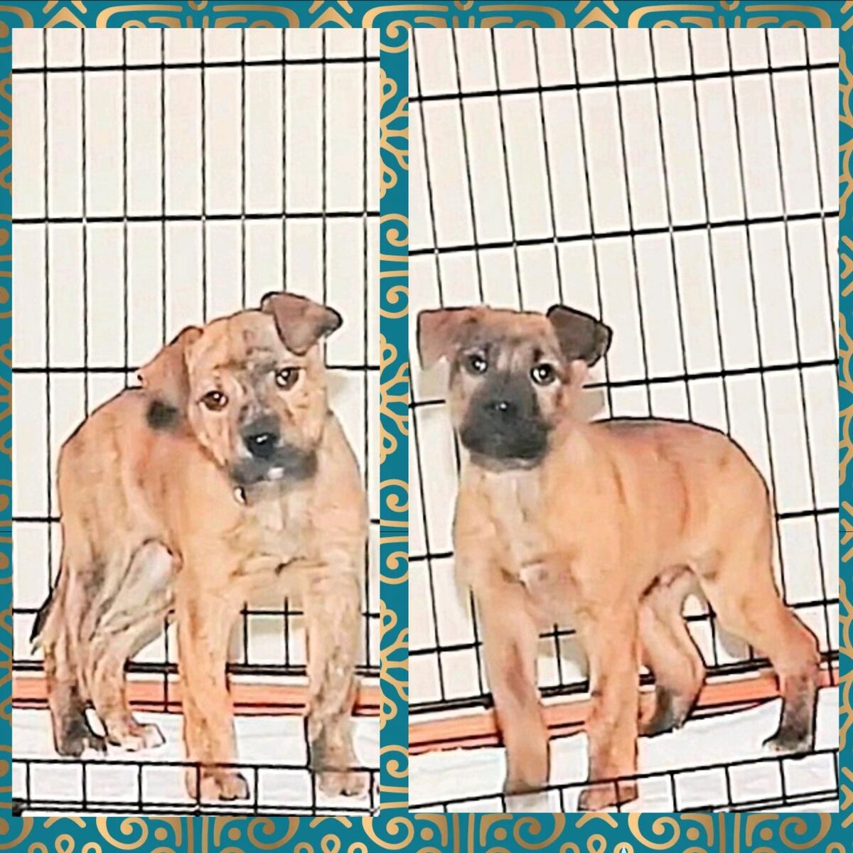 Cutest Brindle XL Bully/Lab Mix Puppies ($199 OBO)