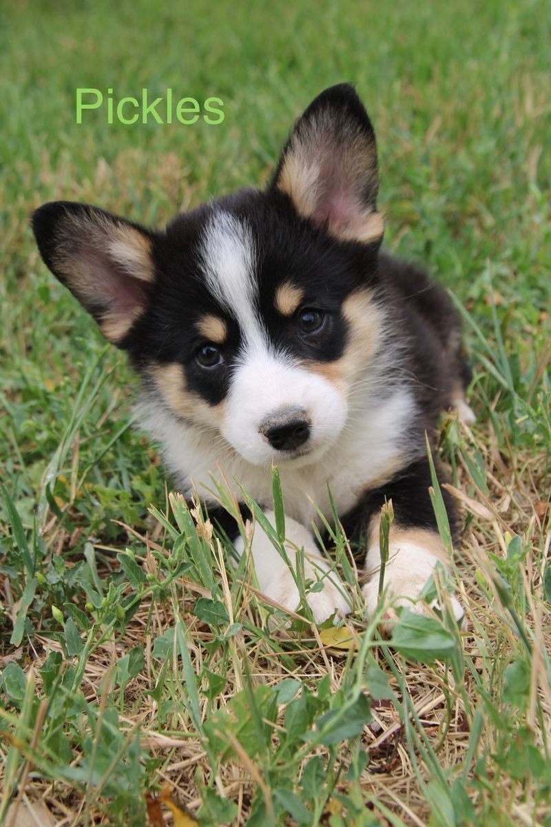 Corgi x Australian shepherd (Auggie) puppies