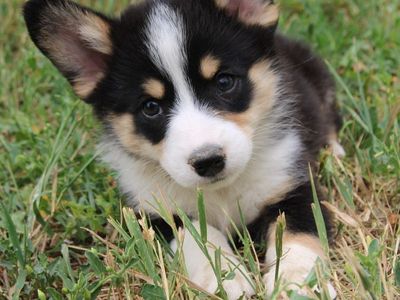 Corgi x Australian shepherd (Auggie) puppies