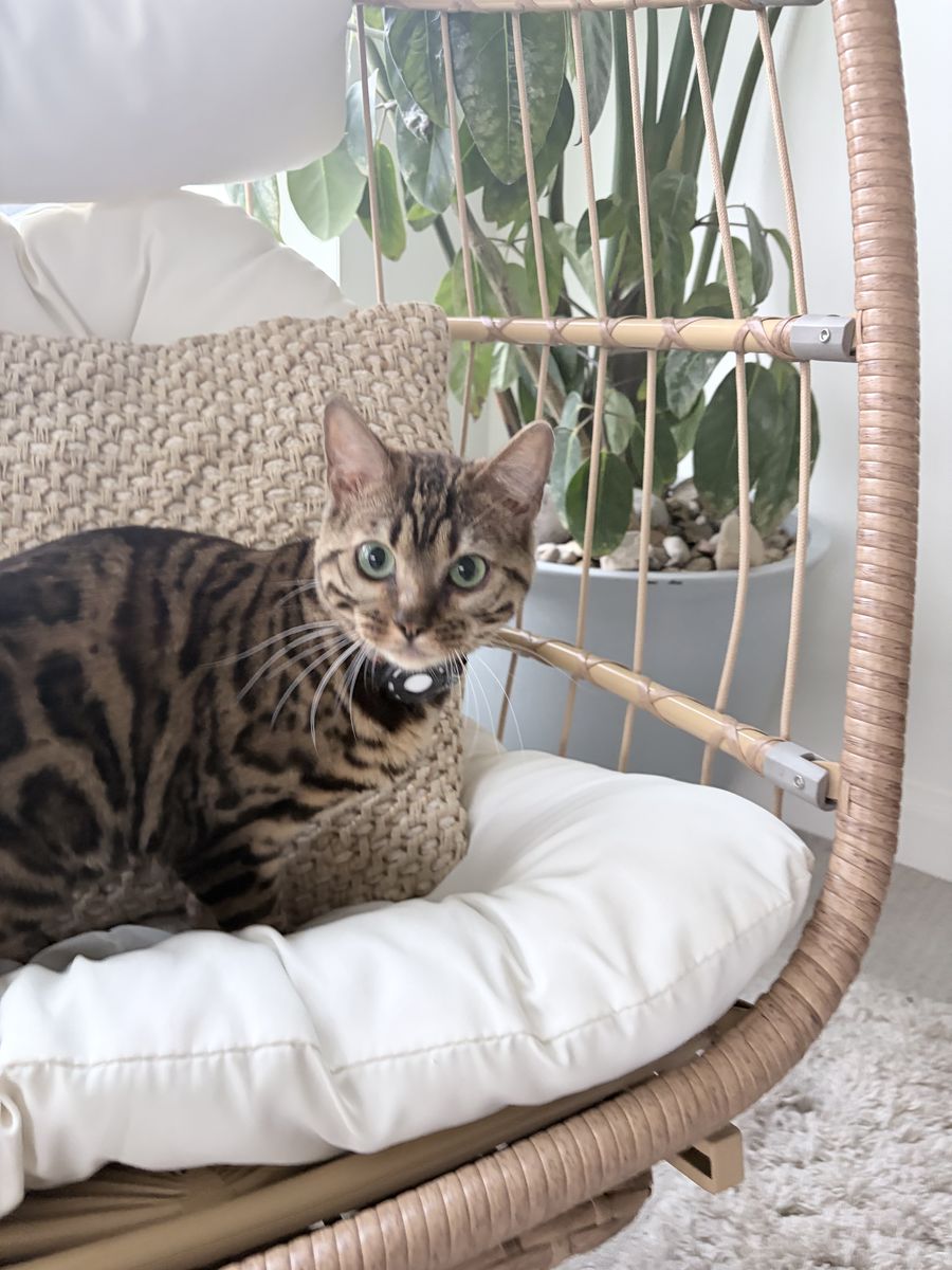 Bengal female