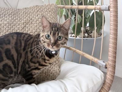 Bengal female