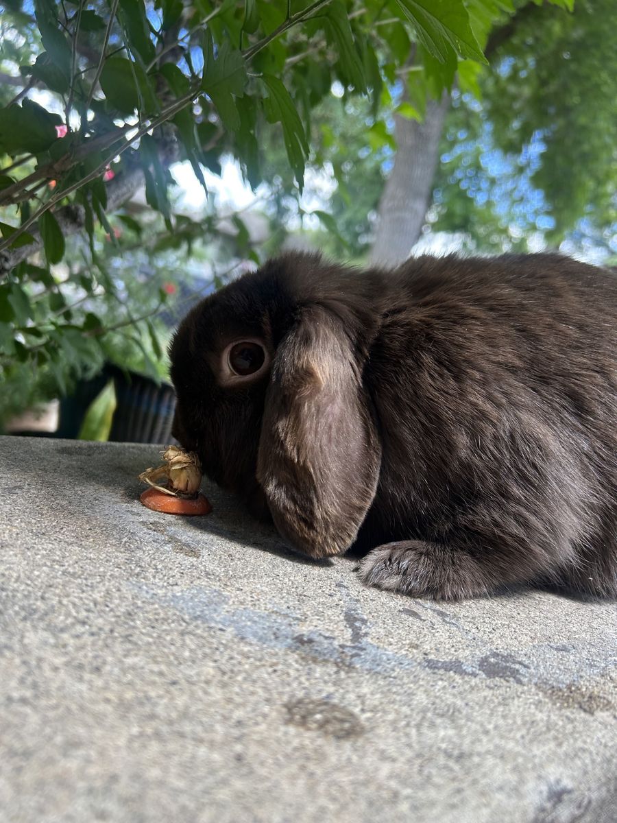 Holland lop doe proven pedigree $50