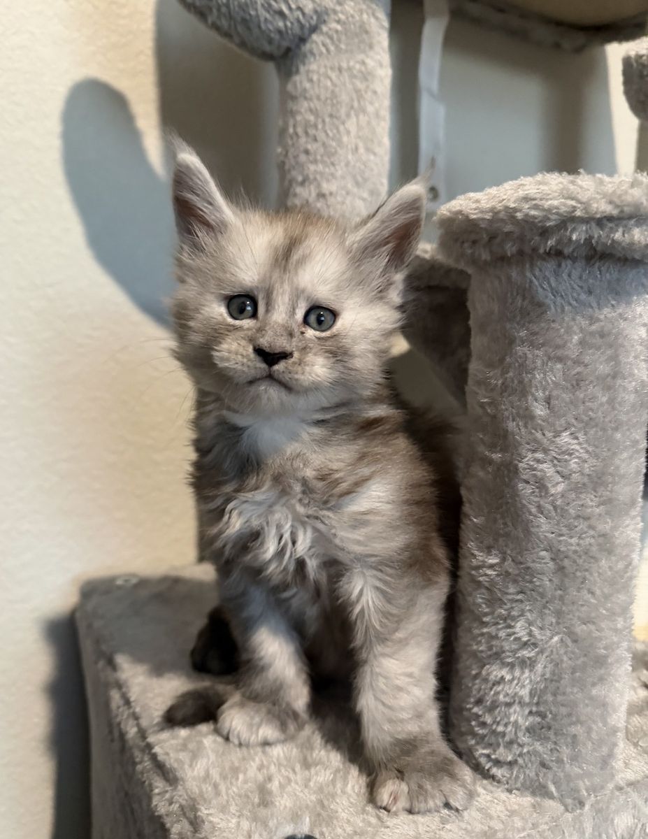 TICA Registered Maine Coon Kittens