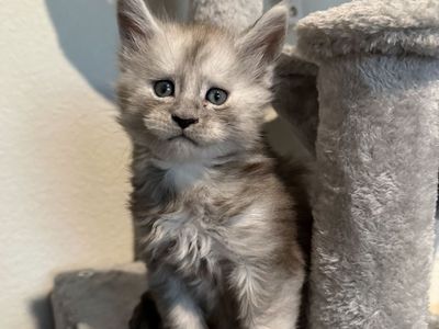 TICA Registered Maine Coon Kittens