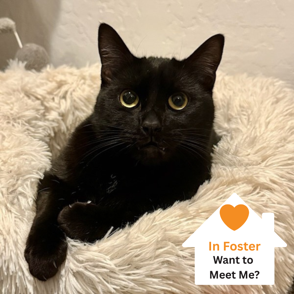 Hello my name is Bean