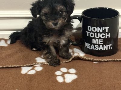 Baby Yorkie Puppies