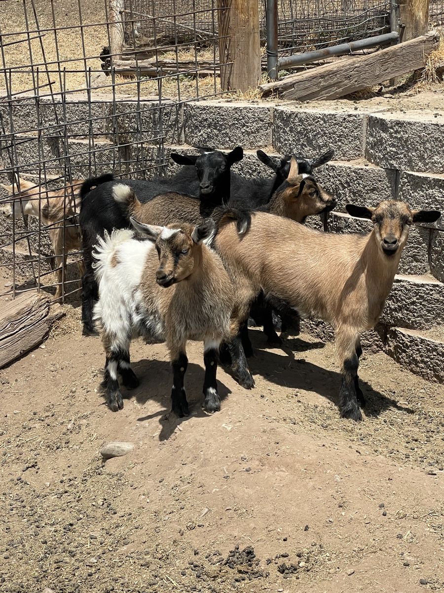 Young Mini Fainting Goats for Sale - Various Colors,