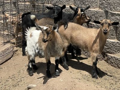 Young Mini Fainting Goats for Sale - Various Colors,
