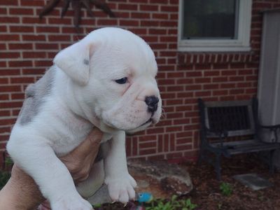 Olde English bulldog puppies Idaho
