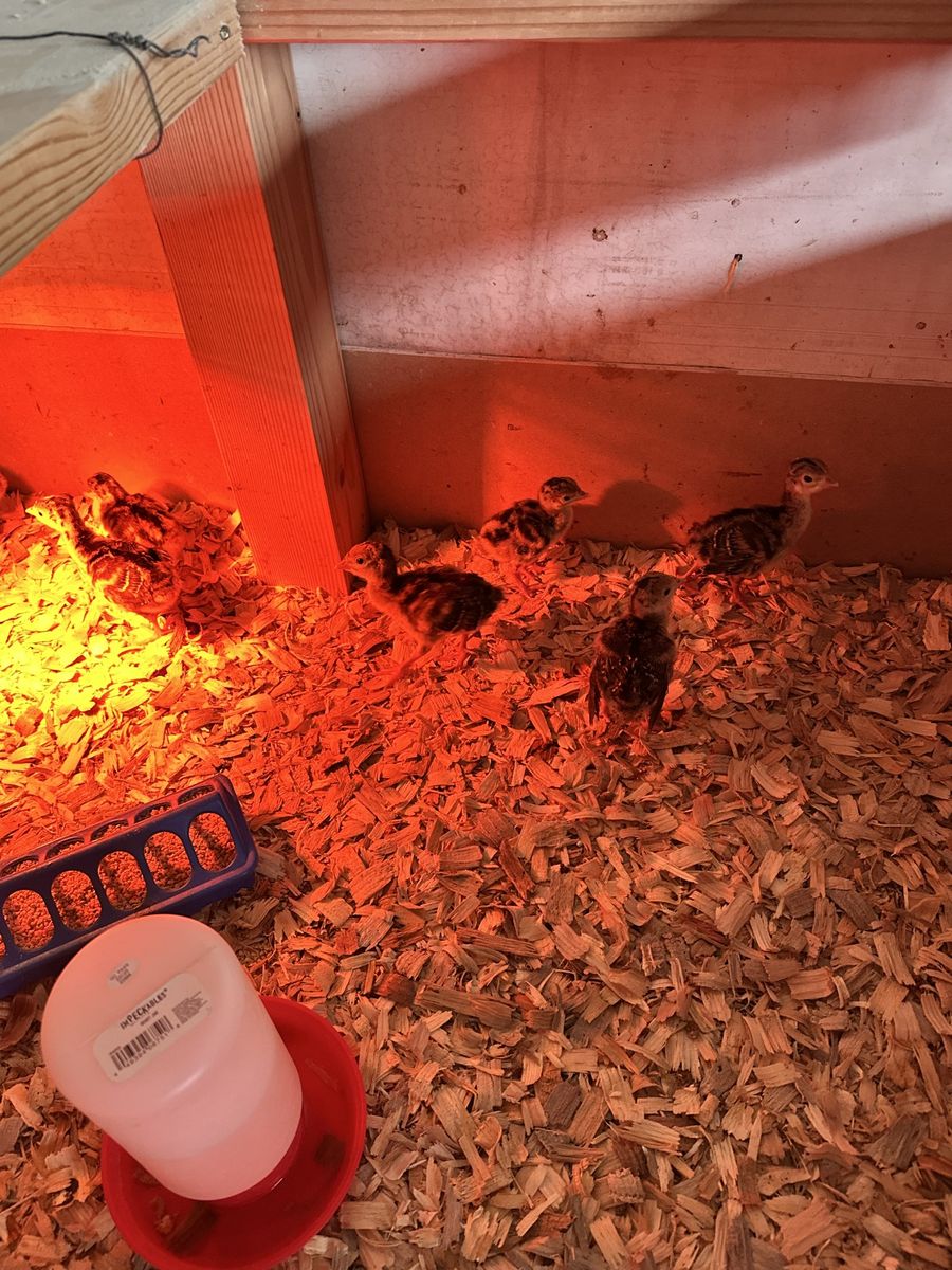 Narragansett Turkey Chicks