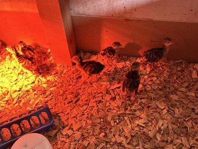 Narragansett Turkey Chicks