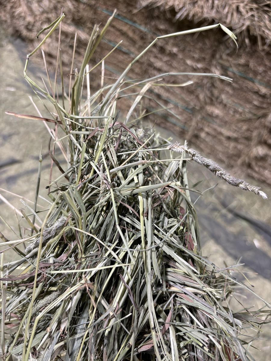 Montana Timothy Grass Hay for Livestock - High-Quality Feed for Horses, Goats, Sheep, & More