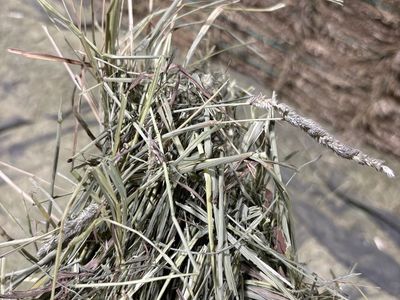 Montana Timothy Grass Hay for Livestock - High-Quality Feed for Horses, Goats, Sheep, & More