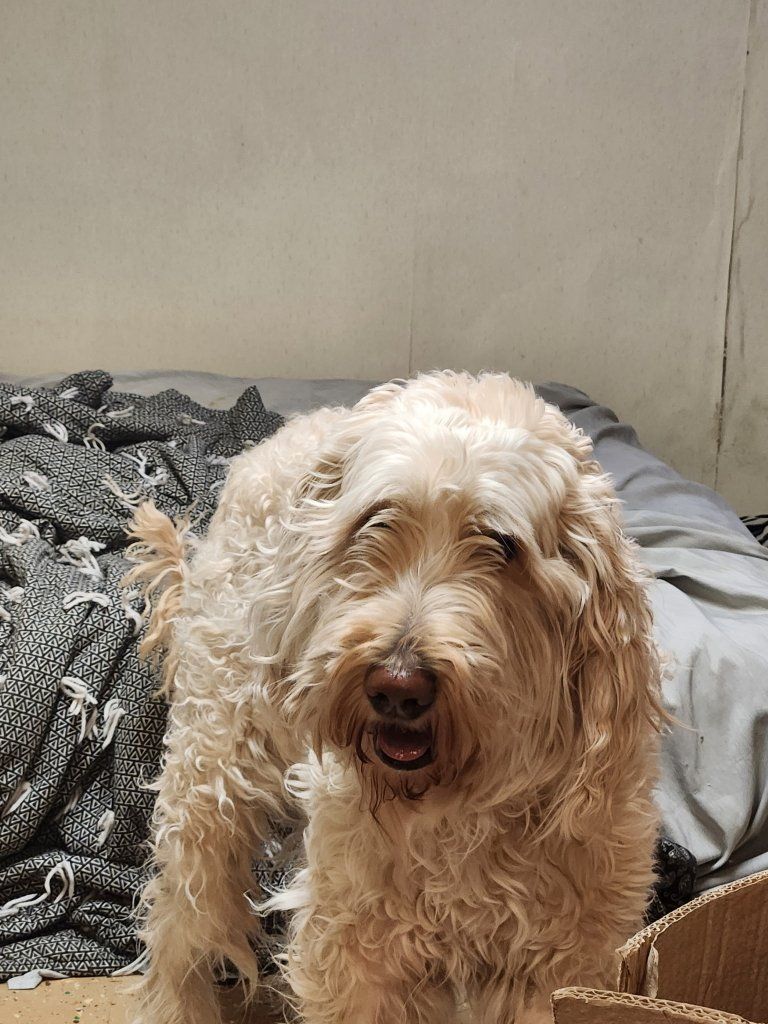 Labradoodle Goldendoodle Dog Pet