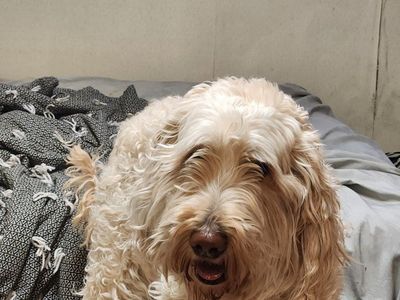 Labradoodle Goldendoodle Dog Pet