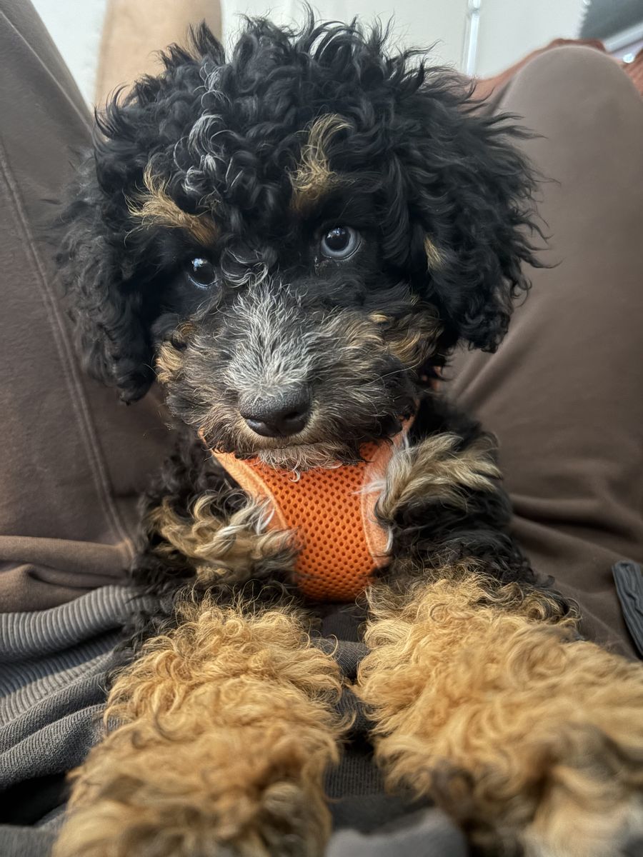 Mini Aussiedoodle 
