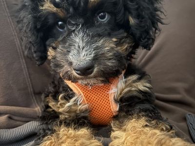 Mini Aussiedoodle
