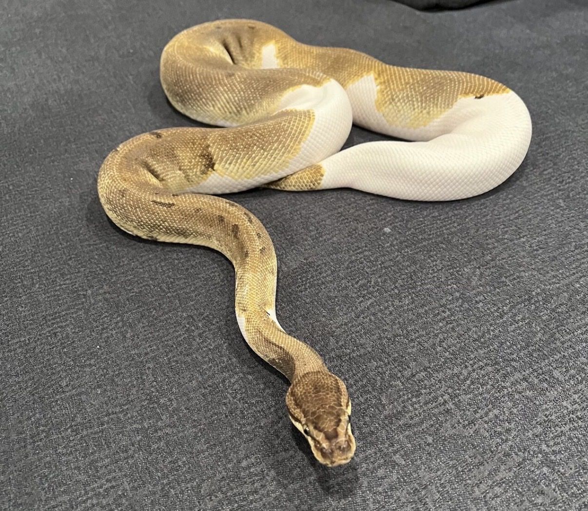 Female Enchi pinstripe pied ball python