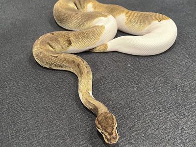 Female Enchi pinstripe pied ball python