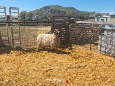 Raw Wool Fleeces For Sale