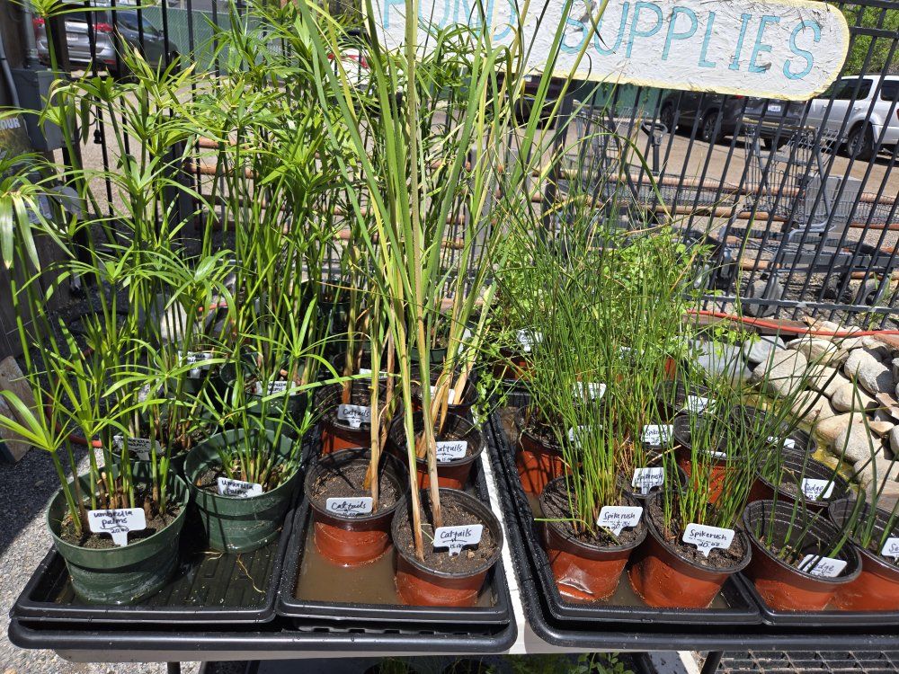 Assorted pond plants