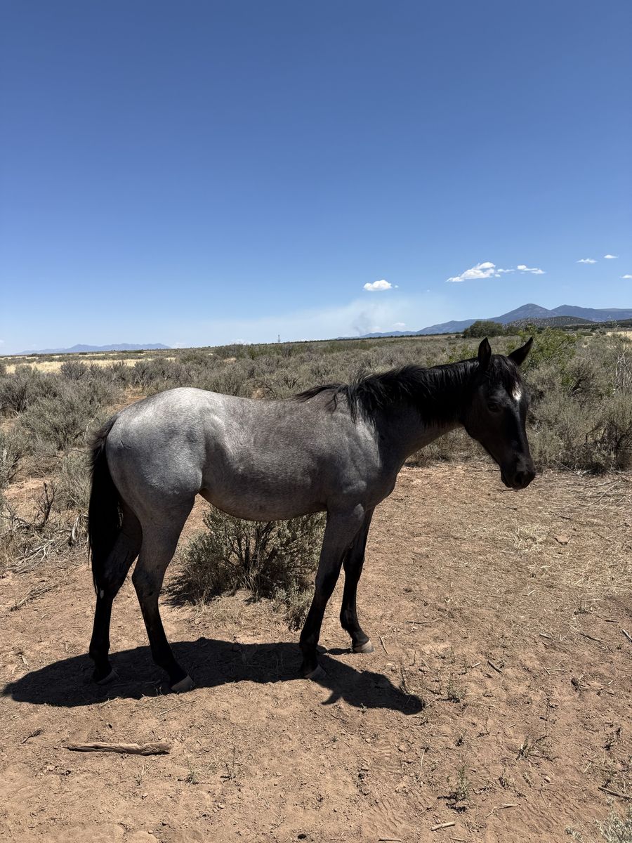 2025 AQHA Blue Roan Filly