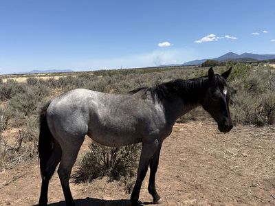 2025 AQHA Blue Roan Filly