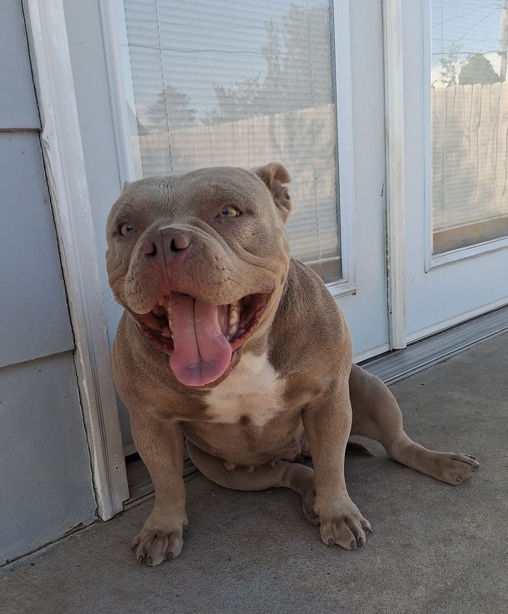 Lilac Tri Bully female