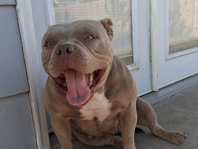Lilac Tri Bully female