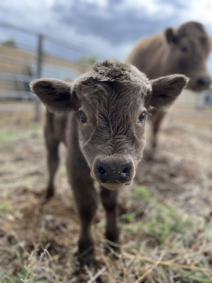 Cow & Bull Calf Pair