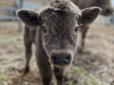Cow & Bull Calf Pair