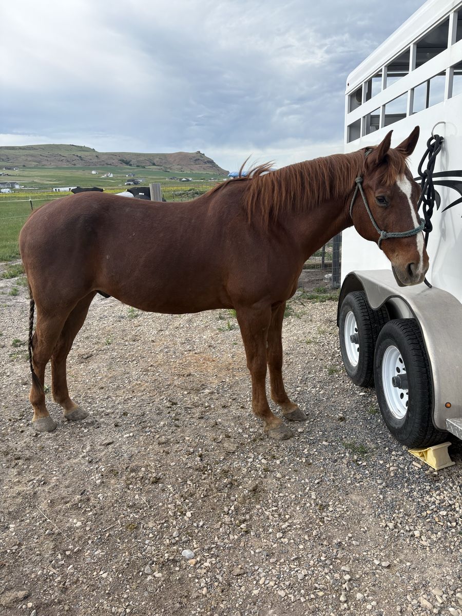 16-17 Year Old Grade Sorrel Gelding