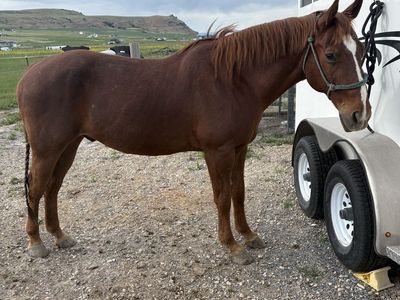16-17 Year Old Grade Sorrel Gelding