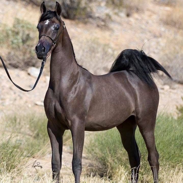 Fine Arabian horses
