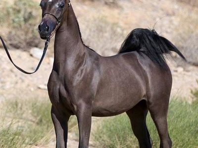 Fine Arabian horses
