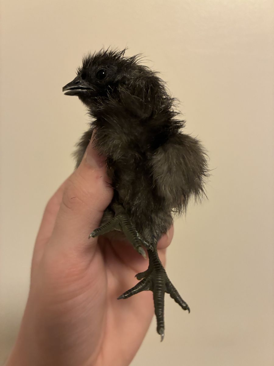 Ayam Cemani Chicks