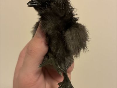 Ayam Cemani Chicks