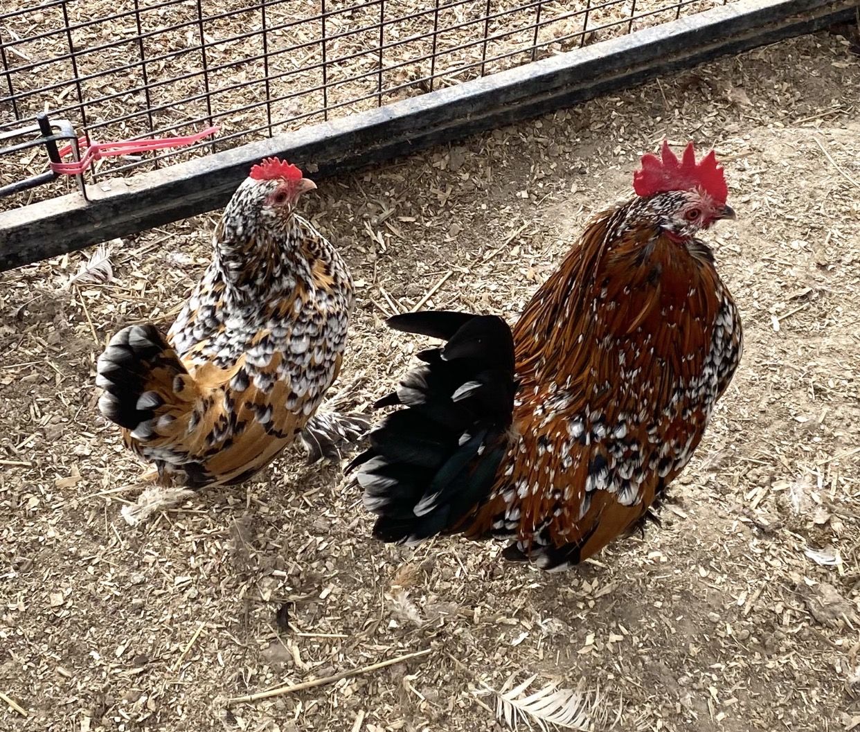1 yr old - Stunning Mille Fleur d’Uccle breeding pair!