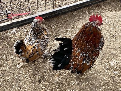 1 yr old - Stunning Mille Fleur d’Uccle breeding pair!