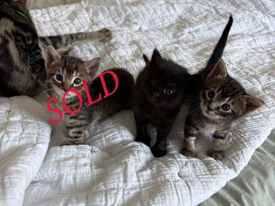 2 Adorable Medium Hair Female Kittens, 12 weeks