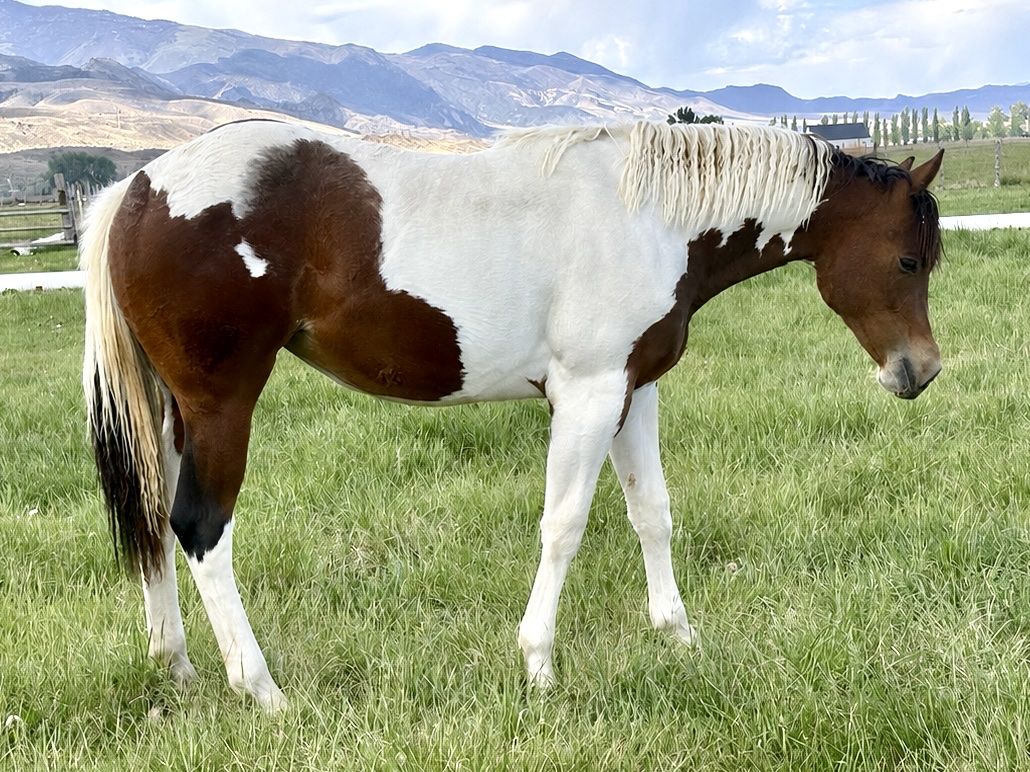 RIATA ELIGIBLE COW / RUN CROSS PAINT FILLY