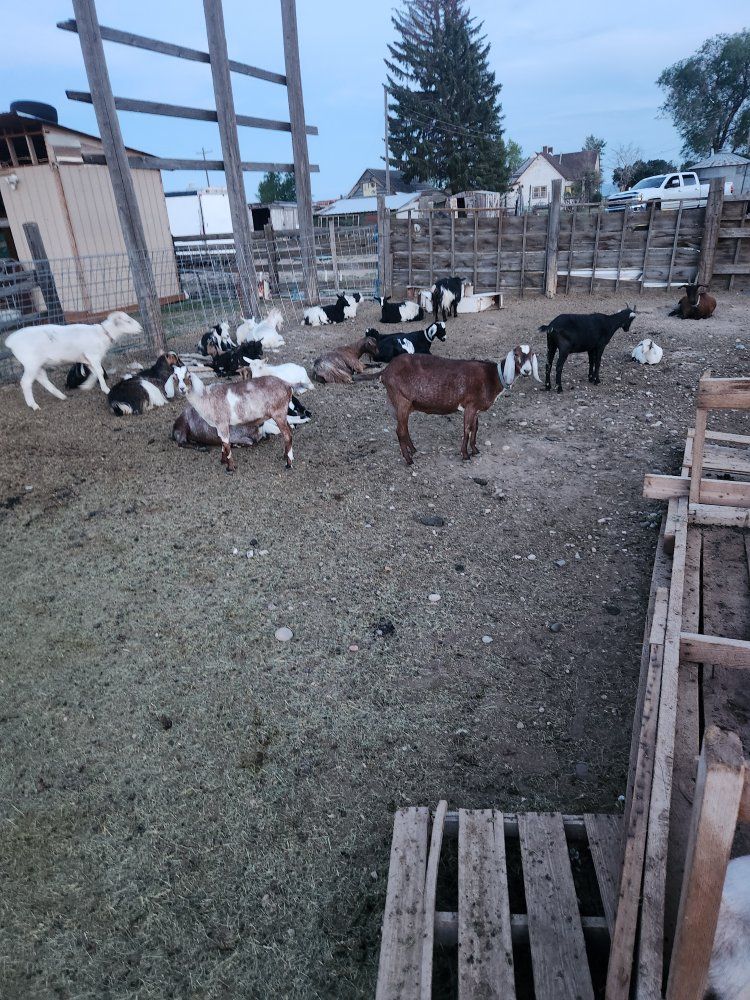 Goats Big & Small Girls & Boys